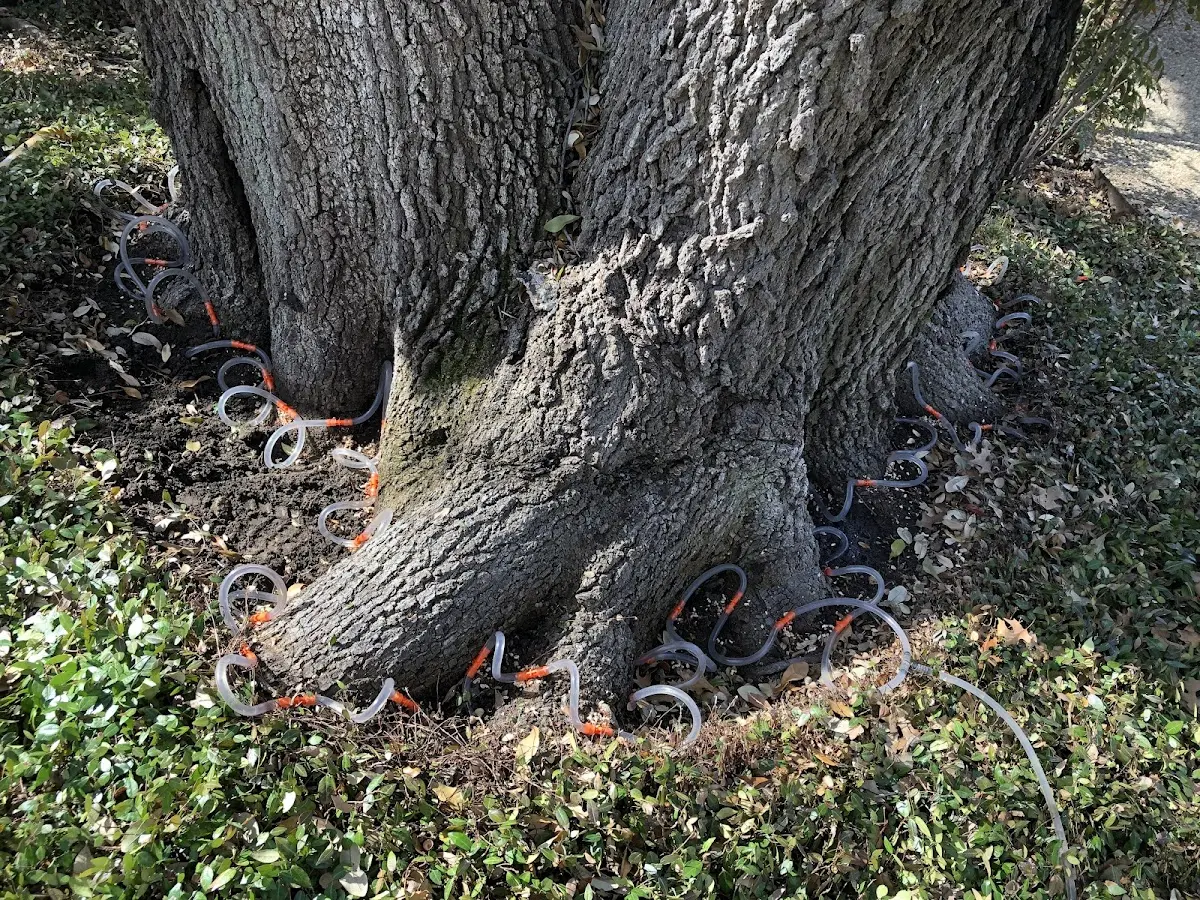 Detailed Tree Cabling and Bracing job site in Winters