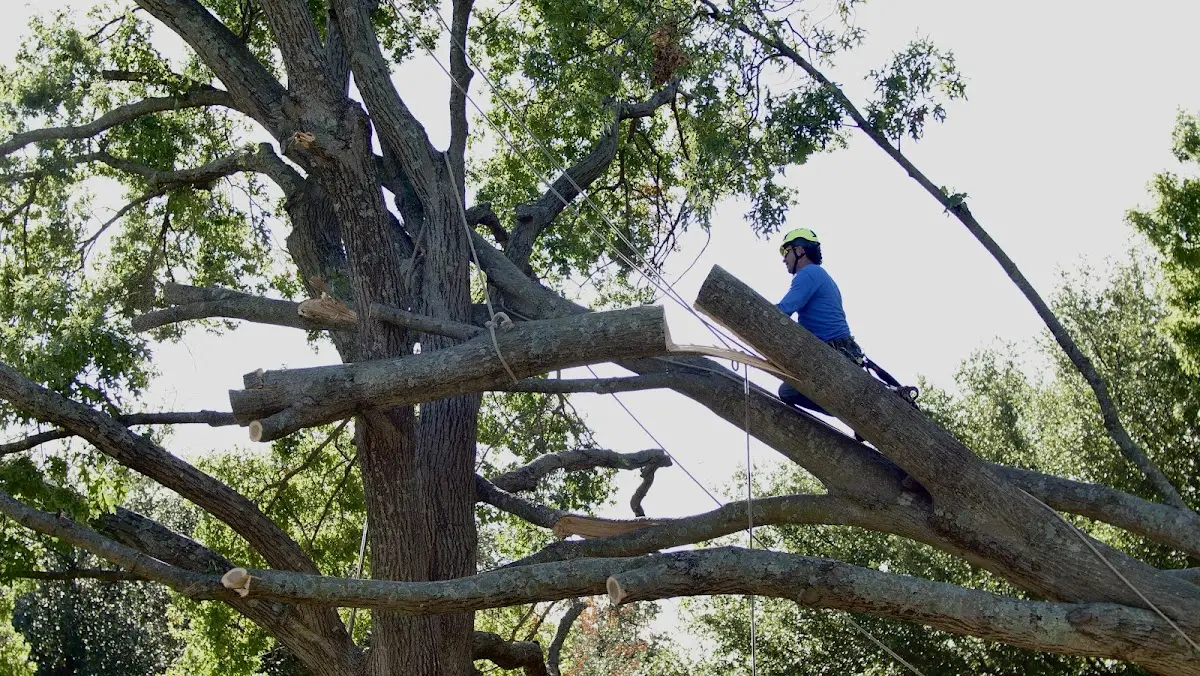 Professional Crown Thinning performed by certified arborists in Winters