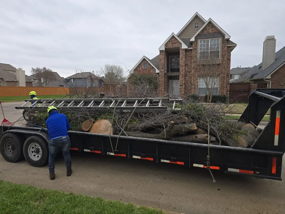 Expert Tree Removal with proper safety equipment in Winters